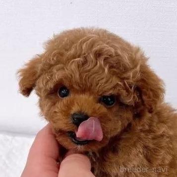 販売中の群馬県のティーカッププードル-383366